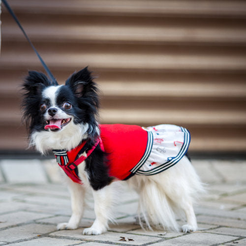 Chihuahua clothes, Chihuahua outfits, dresses