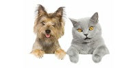 Healthy Pet Foods and Treats