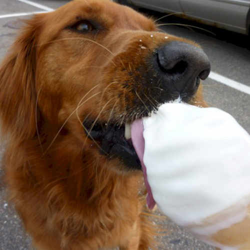 Human foods can harm our pets