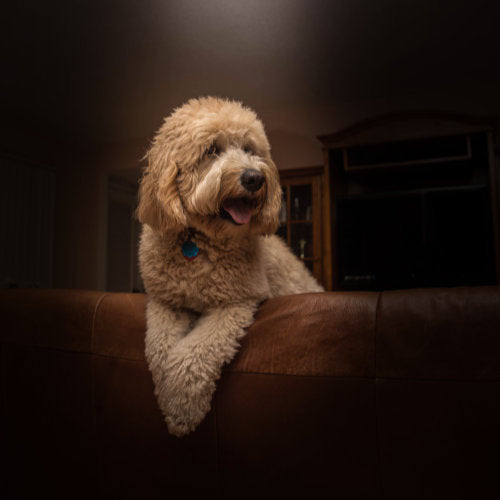 3 Essential Tips To Successfully House Train Older Dogs