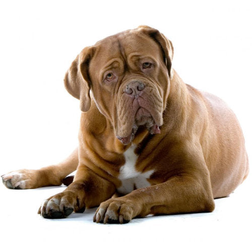 How to house train older dogs