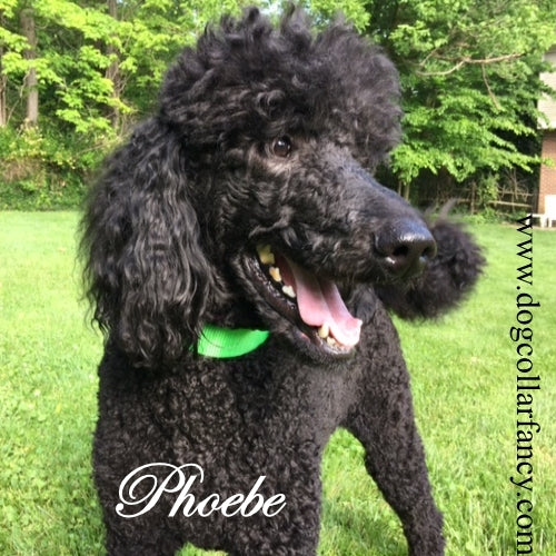 2 Inch Wide Big Dog Collar dog model