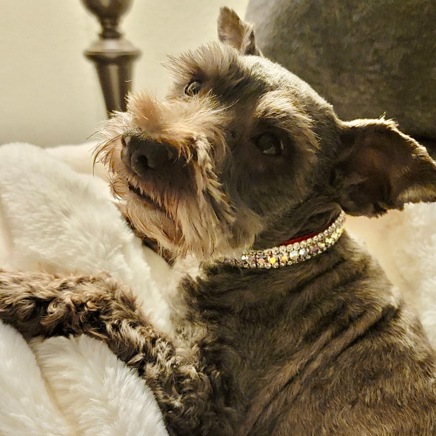 "BE MY VALENTINE" Crystal Pet Collar