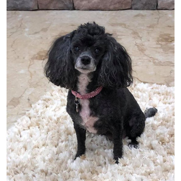 Sweet Girl crystal pet collar dog model