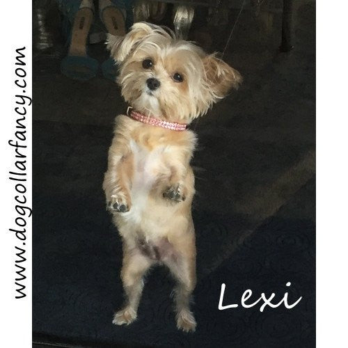 Bling Clips Collars Bracelets Chokers model dog 2