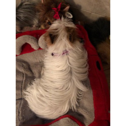 Pretty Little Thing Ruffled Pet Collar dog model