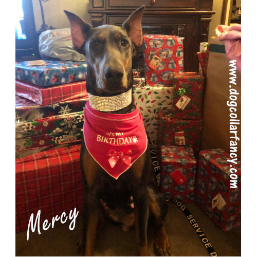 2 Inch Martingale Dog Collar model dog