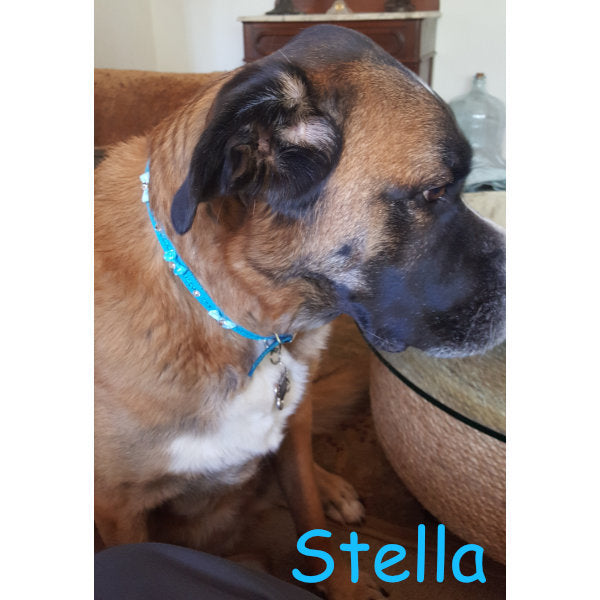 Model dog in ruffles and bling teal dog collar