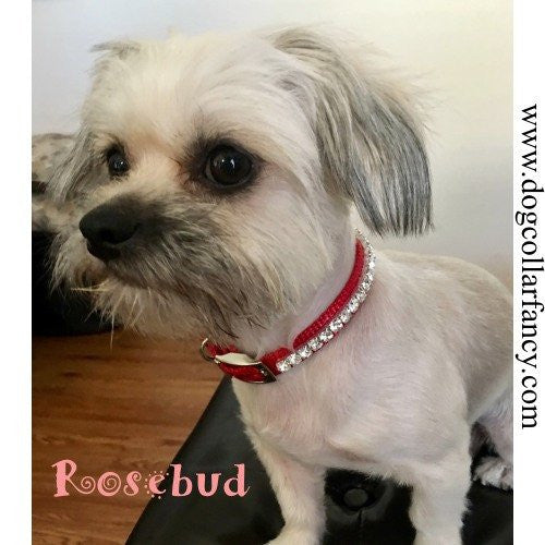 Small Dog Collar with Big Bling model dog