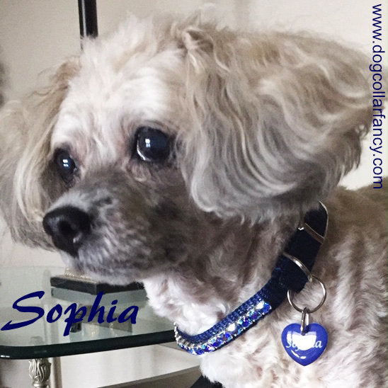 Small dog fancy collar with bling model dog