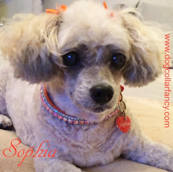 The Tropics crystal dog collar model