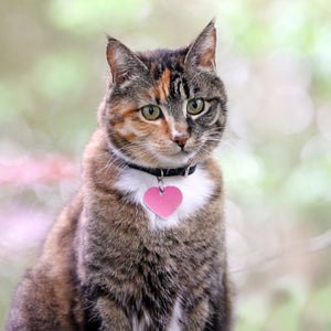 How To Properly Fit and Choose a Cat Collar