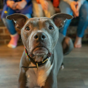 What You Need to Know About NSAIDs for Pain Treatment in Dogs