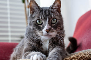 How To Check And Clean Your Cat's Ears
