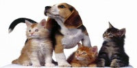 Helpful hints to lower your pets risk of cancer
