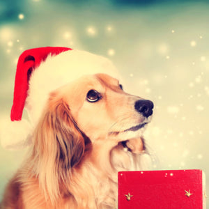 5 Most Luxurious Christmas Gifts for Dogs