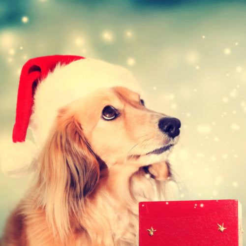 5 Most Luxurious Christmas Gifts for Dogs