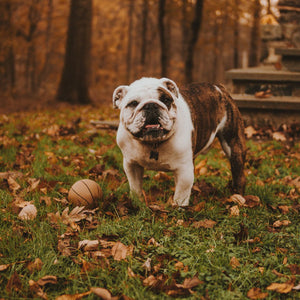 5 Ways to Keep Your Pet Healthy This Fall