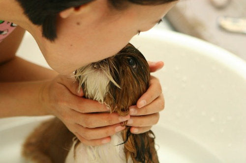 Hide pet odors in your home. Helpful hints and remedies