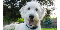 How to Choose the Best Collars for Dogs