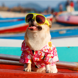 How to Find the Perfect Dog Shirt