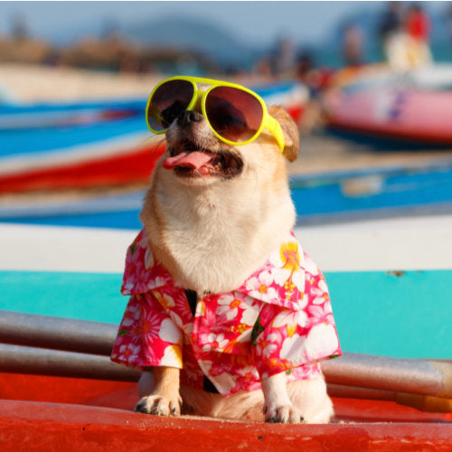 Find the perfect dog shirt