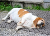 If your pet is overweight, we have the answer.