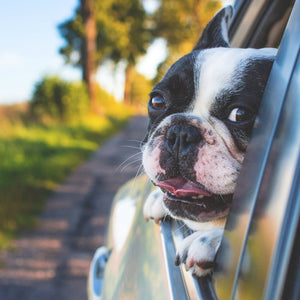 6 Budget-Friendly Ways to Travel With Your Dog