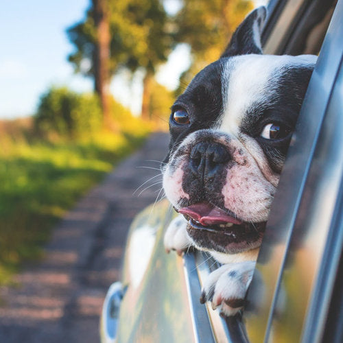 6 Budget-Friendly Ways to Travel With Your Dog