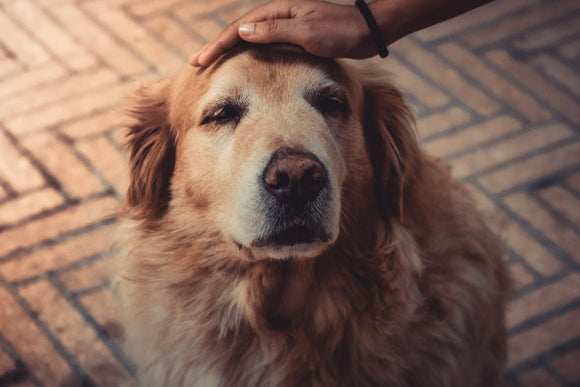 Responsible owners of elderly dogs