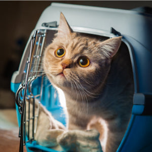 Pet Carriers: How to Choose the Right Size For Your Pet
