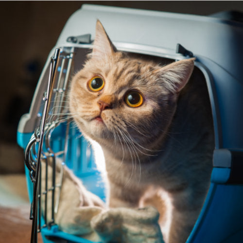 Pet Carriers: How to Choose the Right Size For Your Pet
