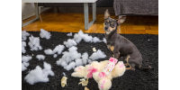 Why and How to Use an Indoor Dog Gate