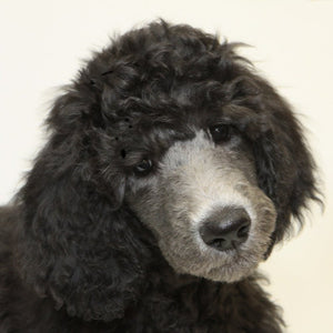Great Ideas About Dogs That Anyone Can Use