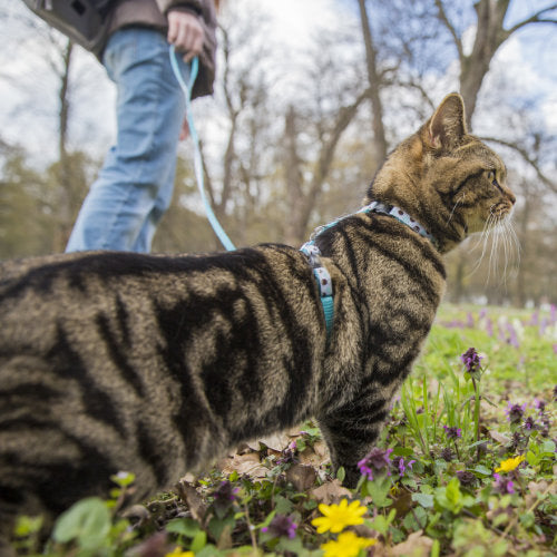 A Cat Lover's Guide on How to Walk a Cat on a Leash