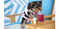 The Best Yorkie Outfits for Summer