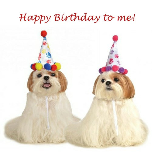 Dog birthday cakes, birthday dog collars, tee shirts, charms