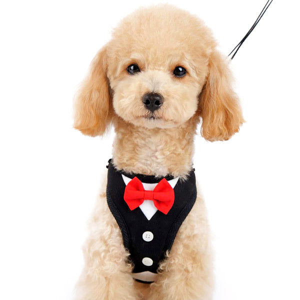 Formal dog tuxedos, formal dog collars, bow ties