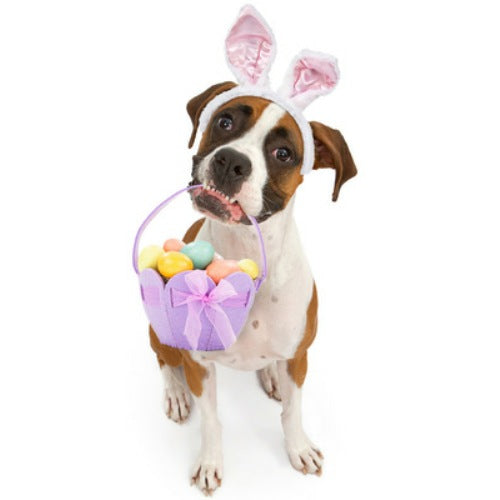 Easter dog collars, cat collars, Easter dog clothes