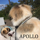 Model dog wearing the Chocolate Bling 2 inch wide collar