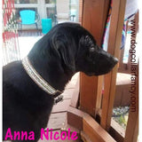 Cinnamon Sterling crystal dog collar model