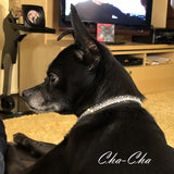 Bling Clips Collars Bracelets Chokers model dog 1