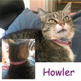 Big Bling collar made for cats in crystals custom made