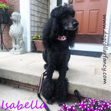 Bling Bling poodle collar dog model