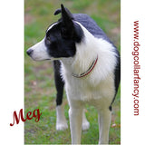 Ruby Queen crystal dog collar model