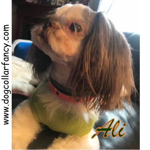Crystal Treasures Dog Collar model