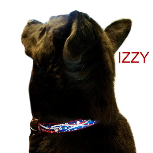 Patriotic Stars Dog Collar model dog