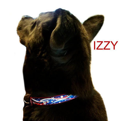 Patriotic Stars Dog Collar model dog