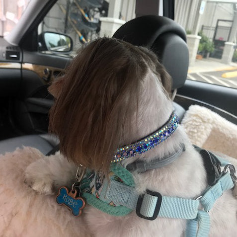 The Flashy Pooch Crystal Pet Collar - For dogs and cats - dog-collar-fancy