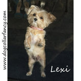 Bling Clips Collars Bracelets Chokers model dog 2